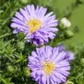 Aster dumosus, hellblau