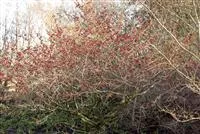 Hamamelis interm.'Feuerzauber'