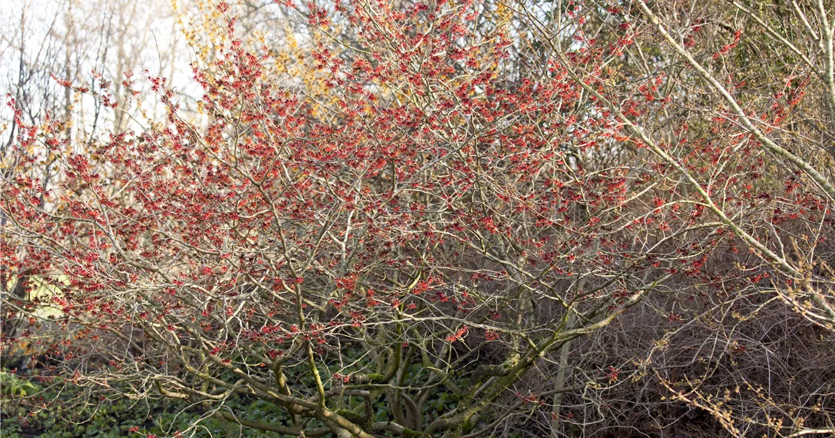 Hamamelis interm.'Feuerzauber'