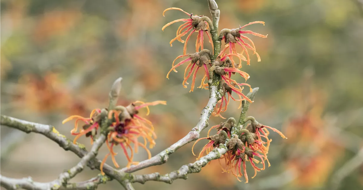Hamamelis interm.'Jelena'