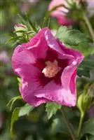 Hibiscus syriacus 'Pink Giant'