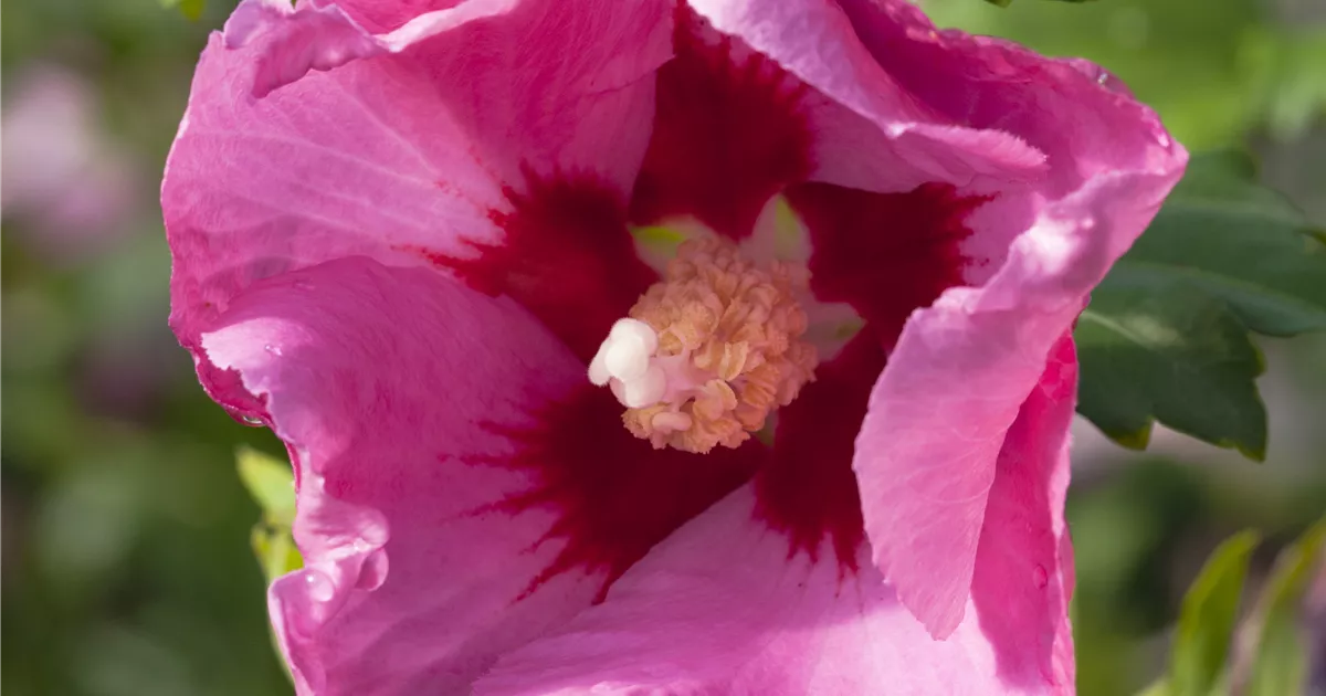 Hibiscus syriacus 'Pink Giant'