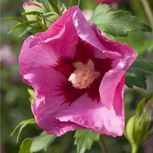 Hibiscus syriacus 'Pink Giant'