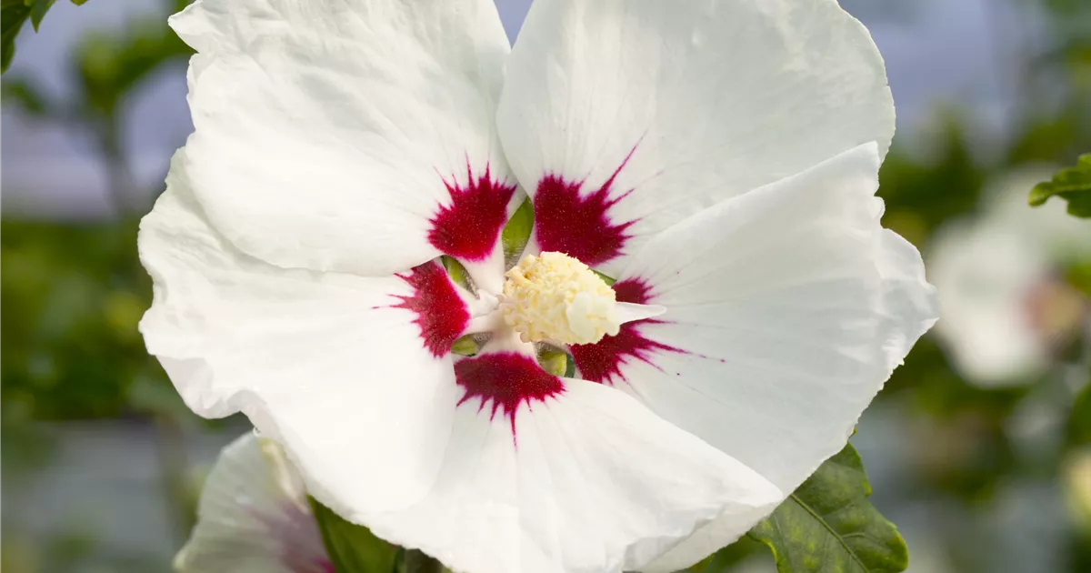 Hibiscus syriacus 'Red Heart'