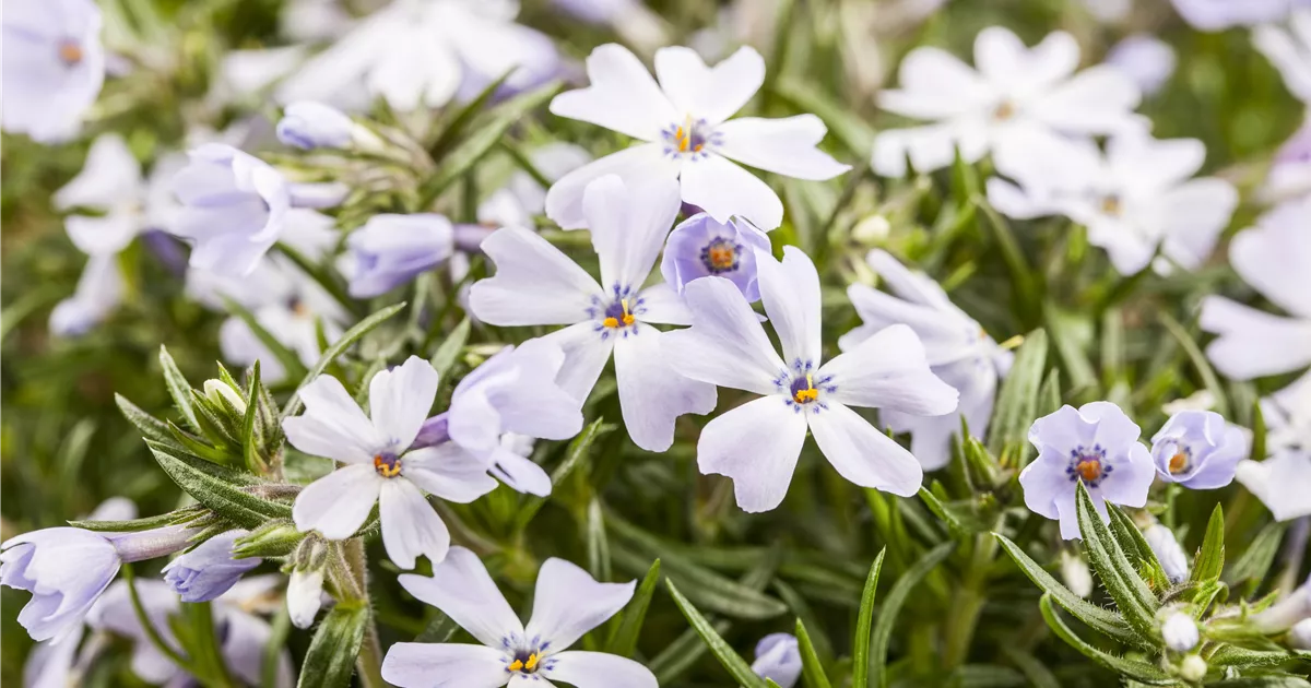 Phlox subulata 'White Delight'