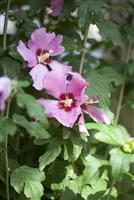 Hibiscus syriacus 'Woodbridge'