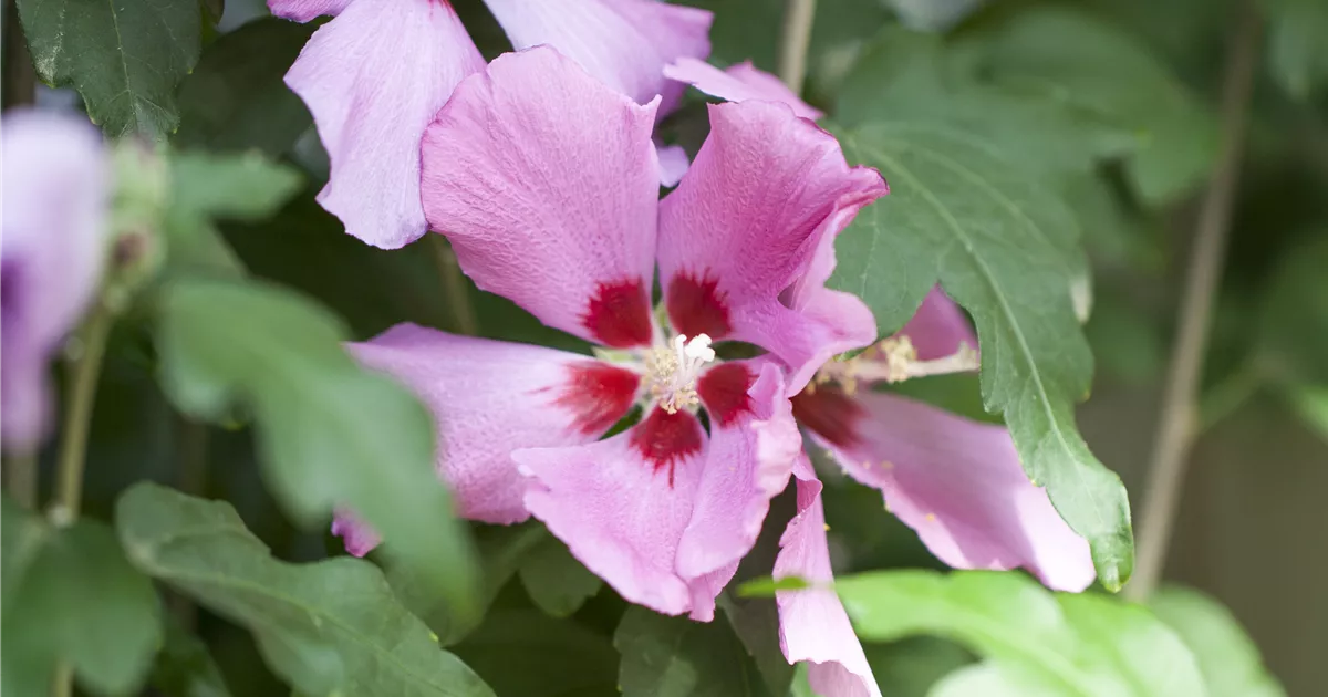 Hibiscus syriacus 'Woodbridge'
