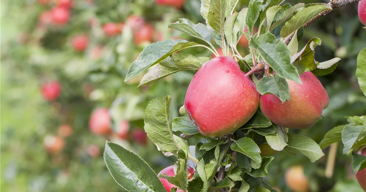 Malus 'Retina' -S- CAC