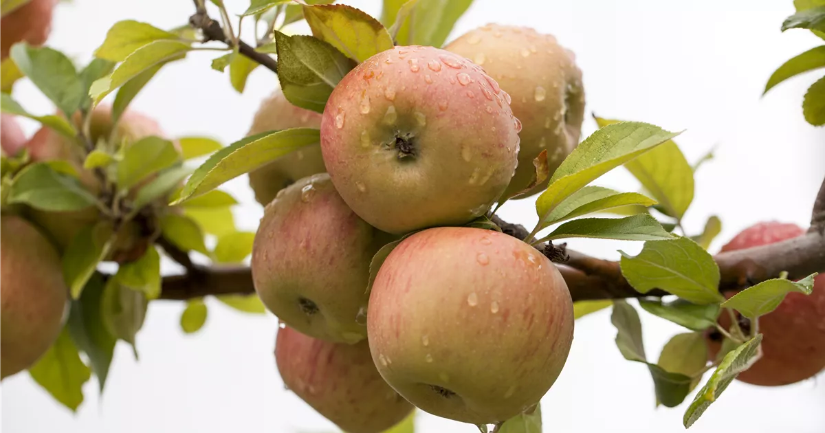 Malus 'Goldparmäne' CAC