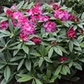 Rhododendron 'Berliner Liebe'