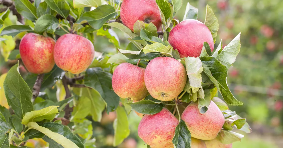 Malus 'Gravensteiner' CAC