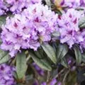 Rhododendron 'Blue Peter'