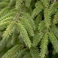 Picea orientalis 'Aureospicata'