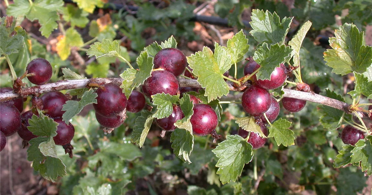 Ribes Jostabeere CAC
