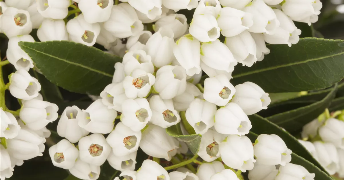 Pieris japonica 'Debutante'