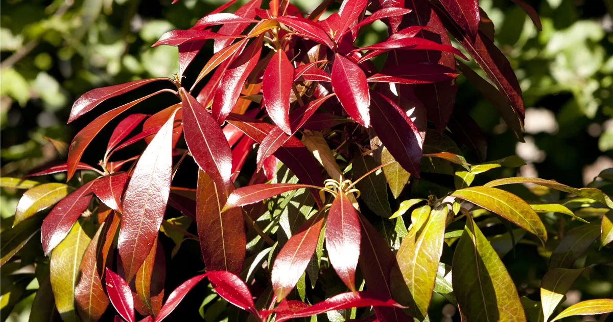 Pieris japonica 'Forest Flame'