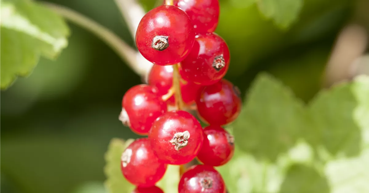 Ribes rubrum 'Jonkheer van Tets' CAC I