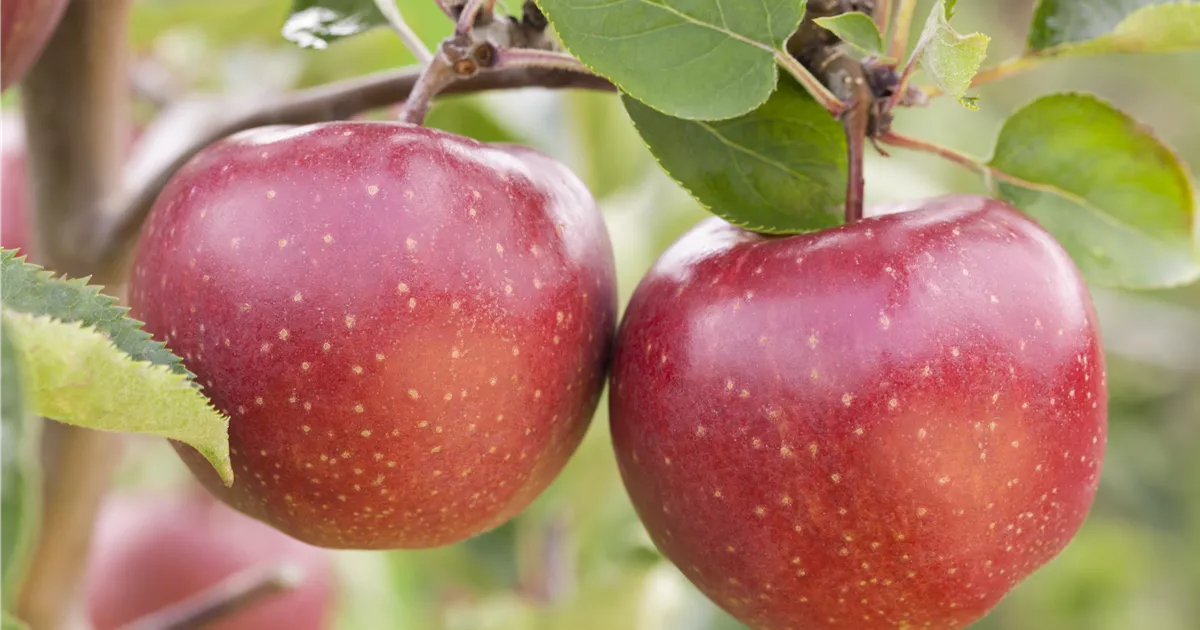 Malus 'Jonagold' CAC