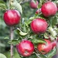 Malus domestica 'Jonagold'