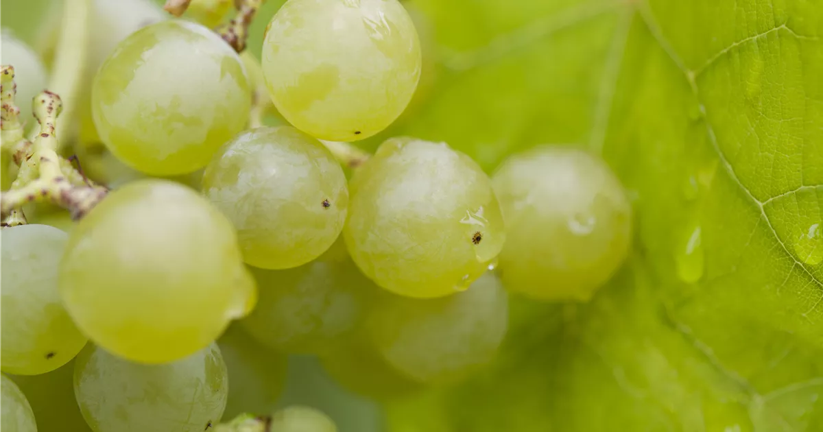 Vitis 'Romulus' II