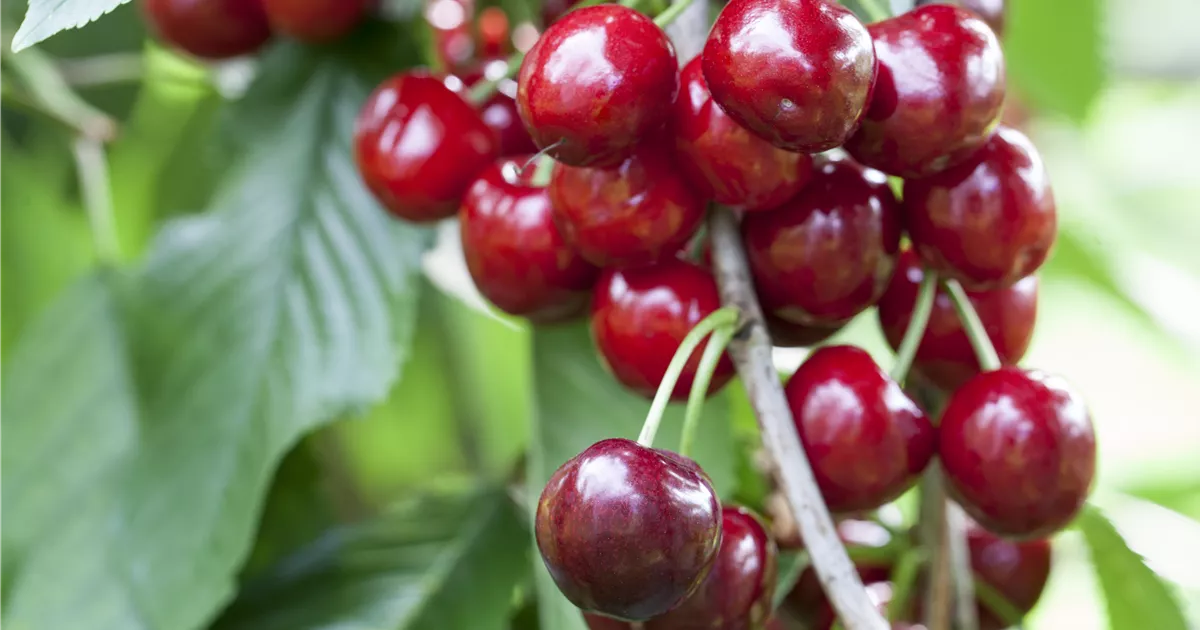 Prunus av.'Burlat' CAC