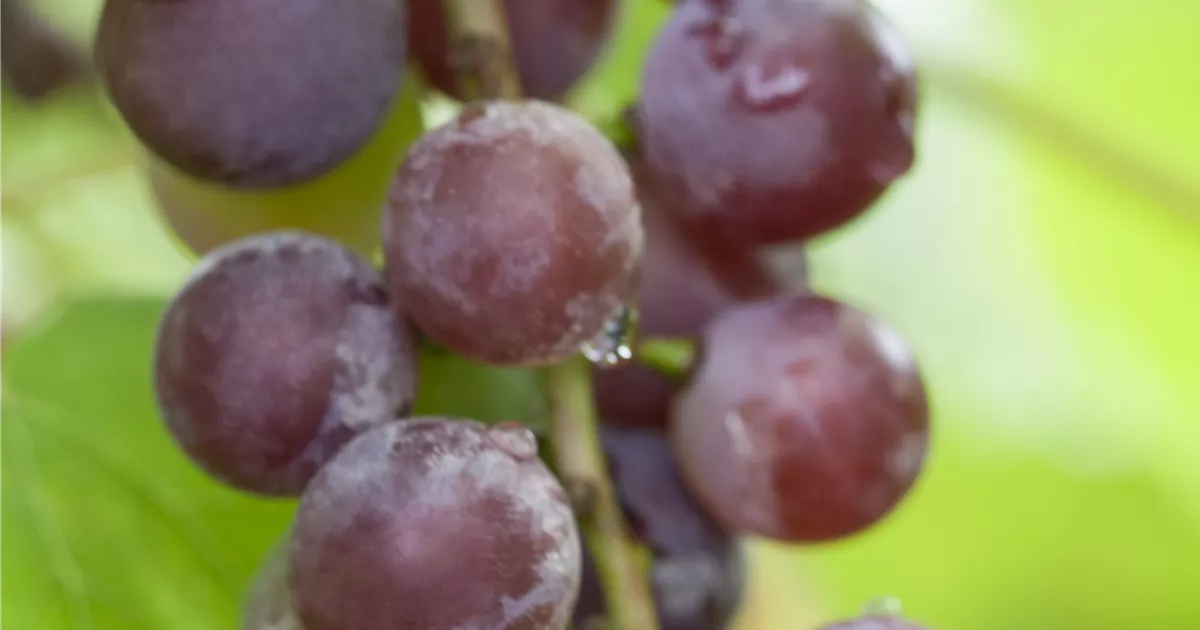 Vitis 'Suffolk Red'