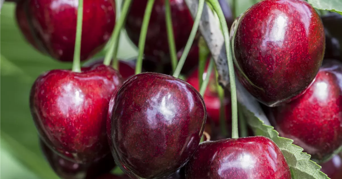 Prunus av.'Kordia' CAC