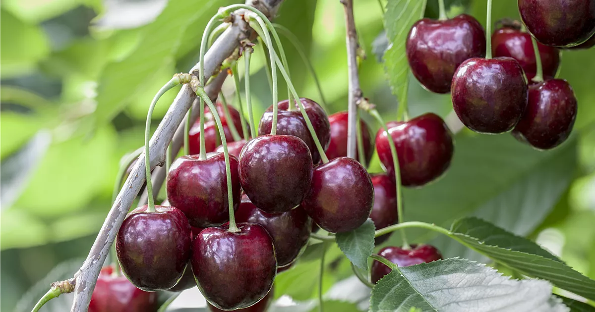 Prunus av.'Sunburst' CAC