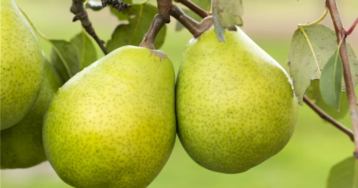 Pyrus com.'Alexander Lucas' CAC
