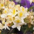 Rhododendron luteum 'Daviesii'