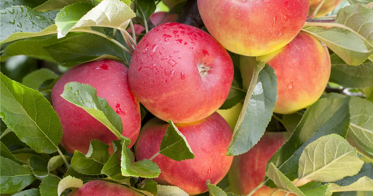 Malus 'Elstar' CAC
