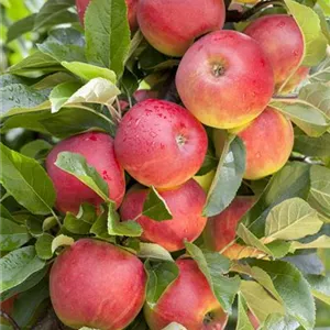 Malus 'Elstar' CAC