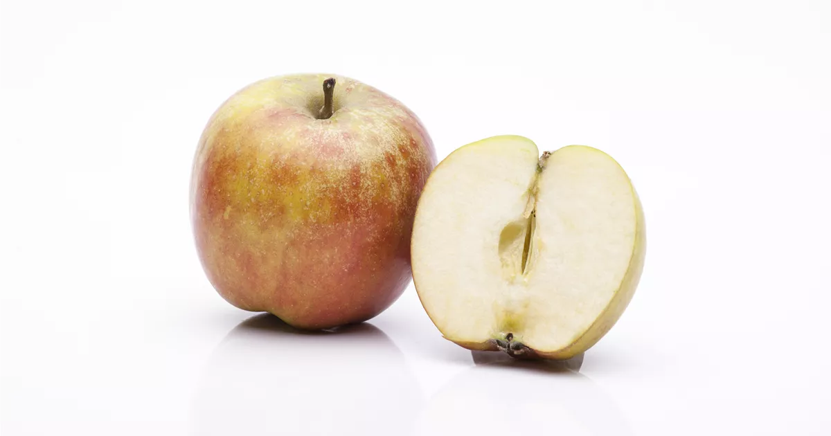Malus 'Roter Boskoop' CAC