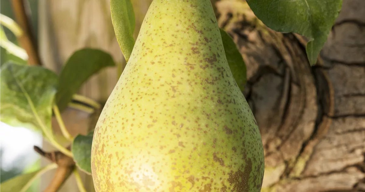 Pyrus com.'Gute Luise v.Avranches' CAC