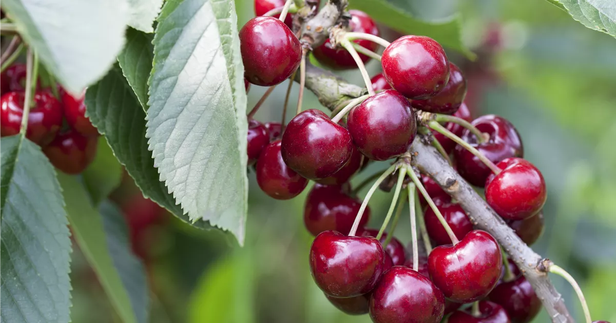 Prunus cer.'Safir' -S- CAC