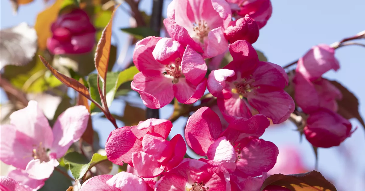 Malus 'Rudolph'