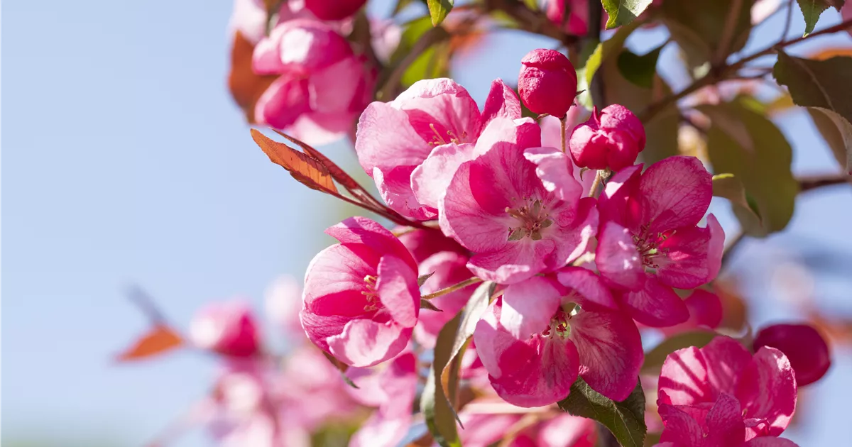 Malus 'Makamik'