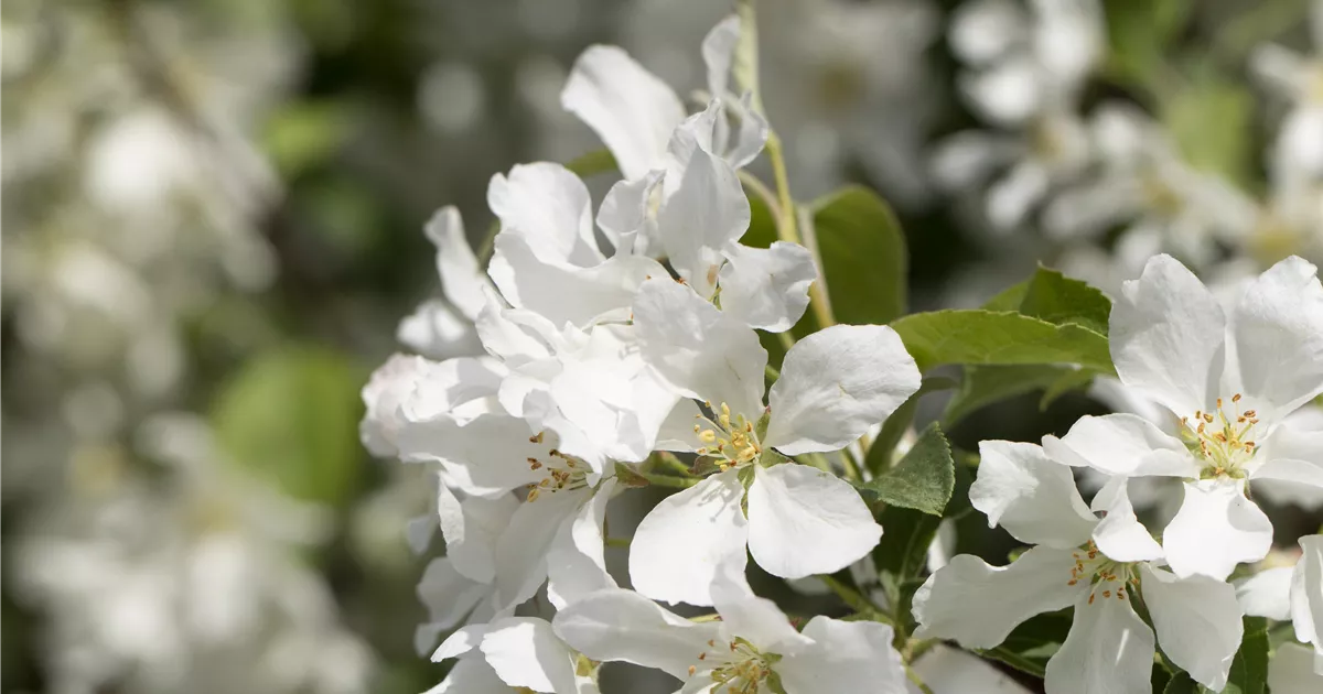 Malus 'Street Parade'