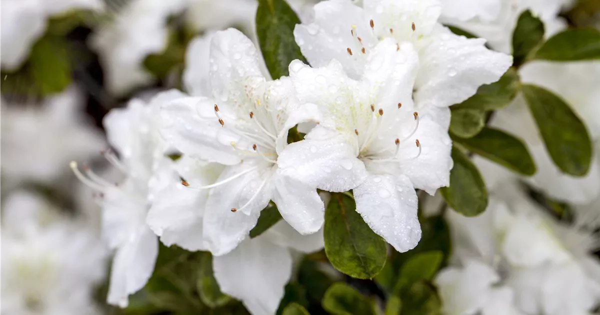 Rhododendron obt.'Diamant Weiß' -R- III