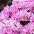 Rhododendron yakushimanum 'Kalinka'
