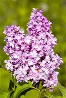 Syringa vulg.'Andenken an Ludwig Späth'