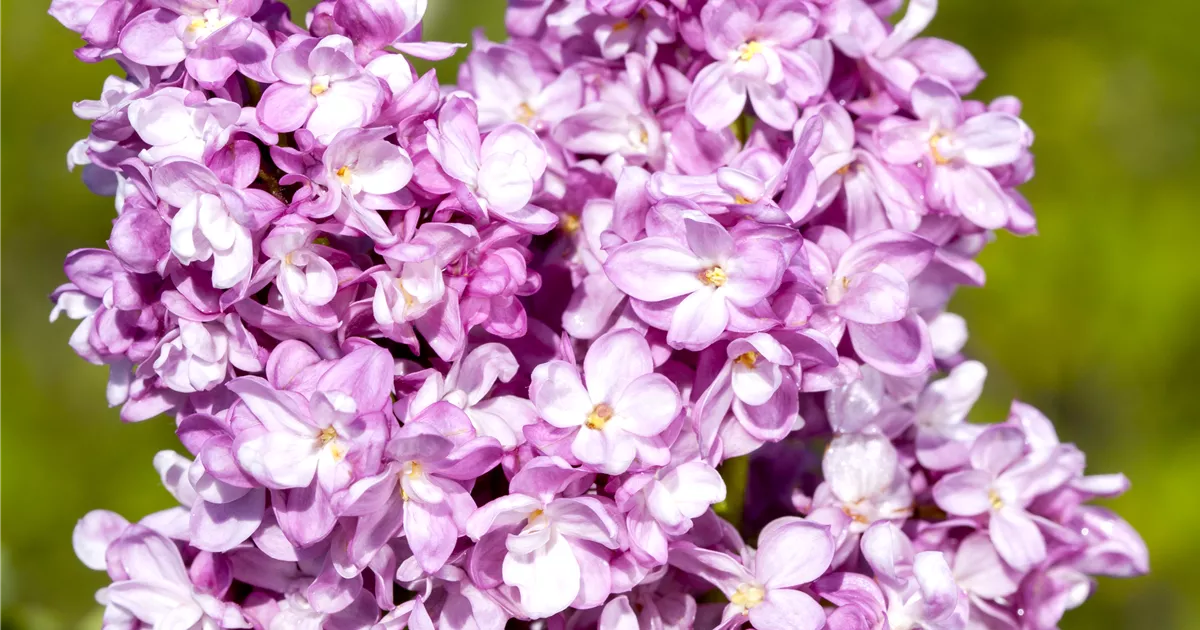 Syringa vulg.'Andenken an Ludwig Späth'