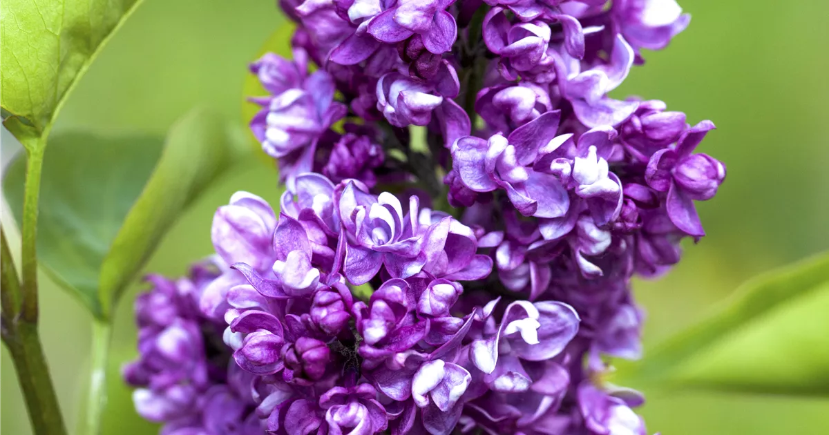 Syringa vulg.'Charles Joly'
