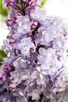 Syringa vulg.'Michel Buchner'