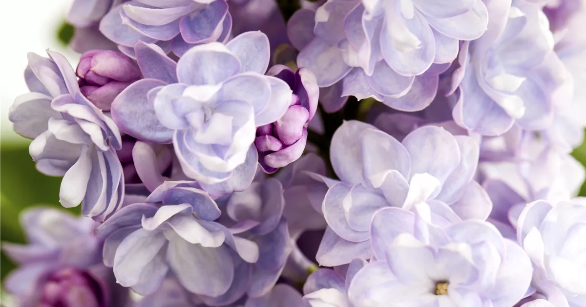 Syringa vulg.'Michel Buchner'