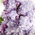 Syringa vulgaris 'Michel Buchner'