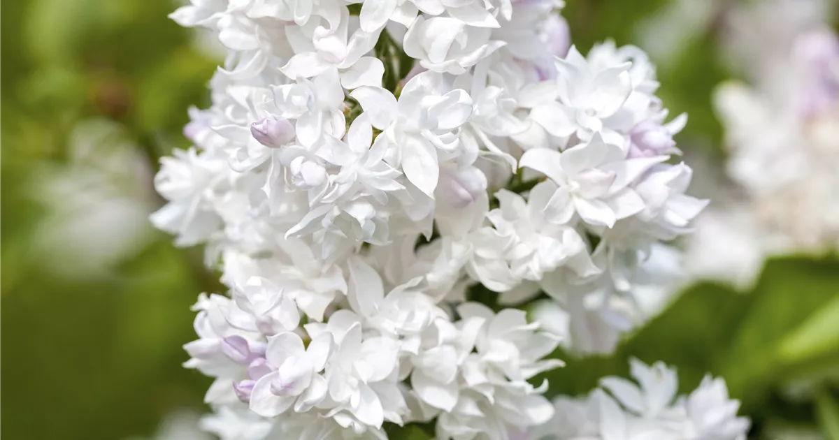 Syringa vulg.'Mme Lemoine'