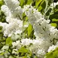Syringa vulgaris 'Mme Lemoine'
