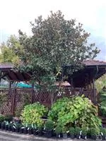 Magnolia grandiflora 'Galissonniere'