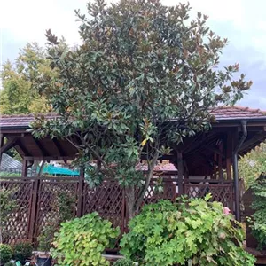 Magnolia grandiflora 'Galissonniere'